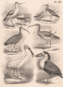 The Sanderling, The Red Phalatrope, The Greenshank, The Scooping Avocet, The Long-billed Curlew, The Scarlet Ibis, The Common Spoonbill, The Boatbill
